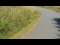 stoat playing on a road mustela erminea short tailed weasel ermine lækat