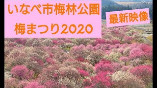 【いなべ市梅林公園🌸梅まつり】2020年２月２６日現在