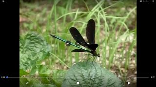 小さな森の博物館　羽黒とんぼ.庭にて