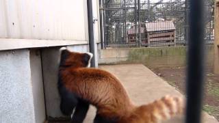 20120115 市川市動植物園  ソワソワなレッサーパンダのハオ