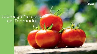 (4) Wareega Nolosha ee Yaanyada |LifeCycle| 5 Fun Fact about Tomato