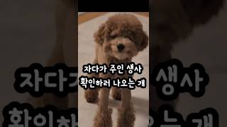 주인아 살아있냐?  주인 생존 여부만 확인하러 나오는 강아지 #shorts #살아있냐 #웃긴강아지 #dog #강아지 #funny #cute