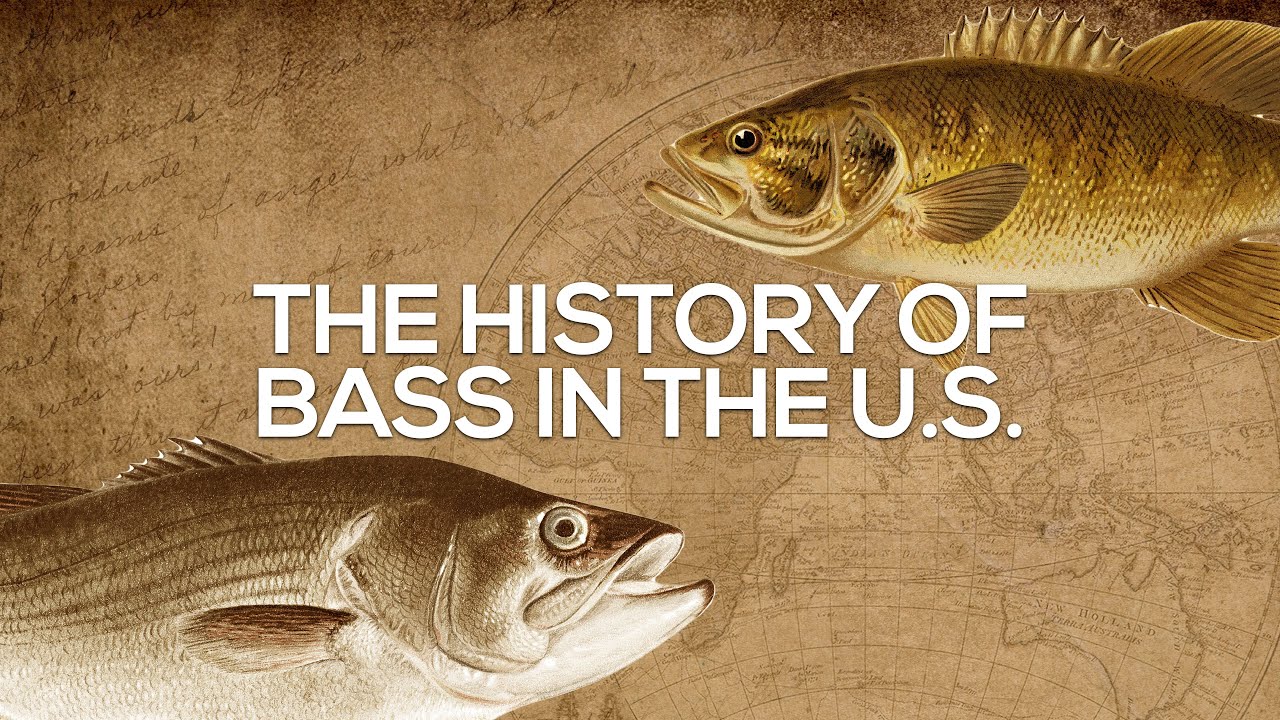 History Of Bass - How Bass Spread - YouTube