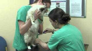 Drove Vets Cat Grooming