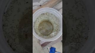 Harvesting Mosquito larvae