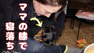 【夫婦キャンプ】薪グリルの炎が温かすぎてママの膝で寝落ちする愛犬。【昭和の森フォレストビレッジ】【DODワンポールテント】【フタマタノキワミ】