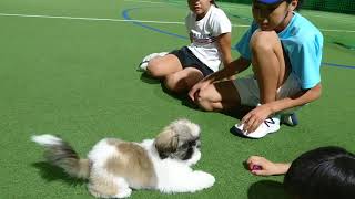 プログレソ看板犬シーズー☆ルビー『芸を披露だ！るびるび』20171005