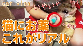 【catvlog】猫の薬の飲ませ方?!錠剤のあげ方の理想と現実…。泡吹くのを回避できるか?