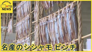 むかわ町のししゃも　不漁でピンチ　切り札は？　７億６８００万円かけて新たな孵化場