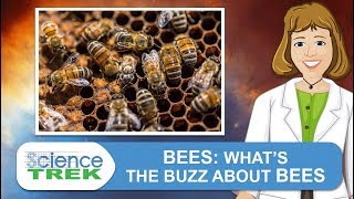 Bees What S The Buzz About Bees Science Trek