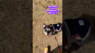 【今日の昼散歩】風が冷たくてビュービュー吹くたびに止まるウラン🐶日差しだとちゃんと動いてくれました🤣飼い主の方がヘトヘト🤣【シュナウザーとの日常】