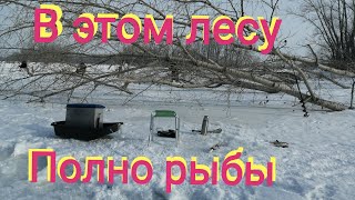 Рыбалка на реке Самара. В этом подводном лесу полно рыбы.