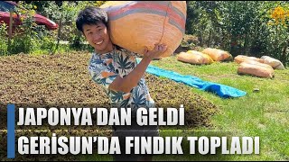 Fındık İçin Japonya'dan Giresun'a Geldi! Fındık Hasadı Yaptı / AGRO TV HABER