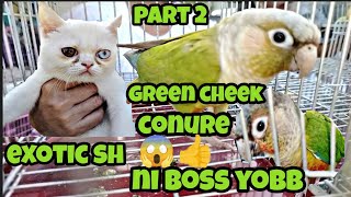 #bocaue petmarket#part 2#cinnamon#yellow sided green cheek conure wow!😱👍❤️#exotic short hair by eye