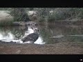 verreaux ‘s eagle owl stops by the waterhole. 03.02.2024 africam live