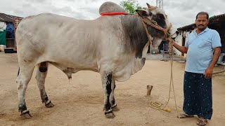 Pamidi Anjiiah Chowdary Gari Next year New category Bulls