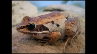 Barkhausen Nature Bites - Wood Frog