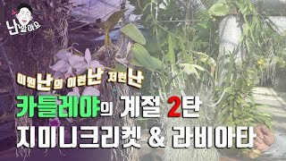 '난 알아요' 이원난의 이런난 저런난 - 카틀레야 특집 2탄 '지미니크리켓', '라비아타 세미알바'