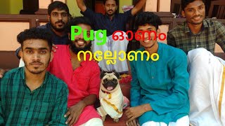 PUG ONAM NALLONAM ; പഗ് ഓണം നല്ല ഓണം