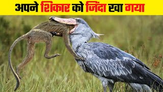 अपने शिकार को जिंदा खा लिया  । Hungry Birds Shockingly Swallowing Their Prey On Camera