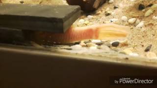 bristlenose pleco spawning behavior ancistrus