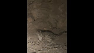 WE SAW SNOW LEOPARD.