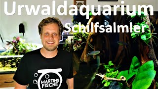 Die Tiere für das URWALDAQUARIUM - Schilfsalmer, Garnelen und Schnecken I Haltung Schilfsalmler