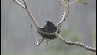 下雨天的鸟是怎么给孩子避雨的