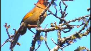 Chestnut-crowned Laughingthrush Bird - 5