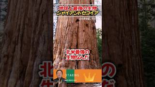 地球上最強の生物ジャイアントセコイア【岡田斗司夫/切り抜き】 #おたくの王様