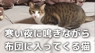 寒い夜に鳴きながら布団に入ってくる猫が可愛いすぎました。