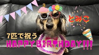 【犬７頭と暮らすおっさん】おっさんが全力で祝う富子の誕生日会