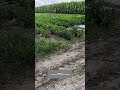 process of a guy using a wooden stick to knock down a drone in peanut land