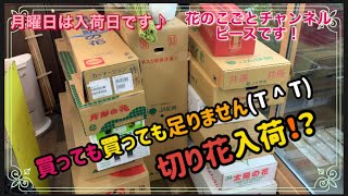 【花屋】新鮮な切り花入荷しました！#126