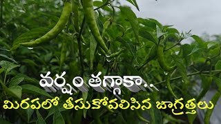 మిరపలో వర్షం తగ్గిన తర్వాత వాడవలిసిన మందులు | పరుసవేది