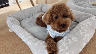 ニトリのペットベッドNウォームに喜ぶ愛犬が可愛いすぎる…