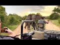 Angry Elephant Charges Safari Guide  Big 5  African Wild Elephants