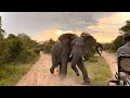 Angry Elephant Charges Safari Guide | Big 5 | African Wild Elephants