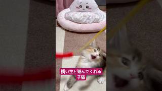 飼い主に付き合ってくれる子猫　#猫  #cat  #kitten  #子猫  #猫のいる暮らし  #サイベリアン