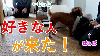 じぃじとばぁばが来た！全力で喜ぶ愛犬トイプードルが可愛い！！