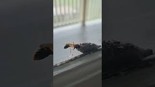 A Mud Dauber Wasp placing a spider in its mud nest! Fascinating. #life #wasps #nature #fascinating