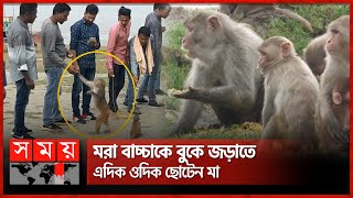 সন্তান হারানোর যন্ত্রণায় কাতর মা বানর | Mother Monkey | Mongla | Somoy TV