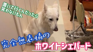 れおの毎日２６　ホワイトシェパードのれお。完全無表情。。。置いて行かれました。拗ねます。