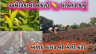 અમેરિકાની મકાઈ 🌽 વાવેતર થયું‼️બળદ વગરની ખેતી કરી 🐂