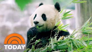 Giant pandas to return to Smithsonian National Zoo in DC