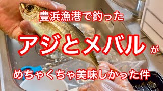 豊浜漁港で釣ったアジとメバルを刺身にしてみたら、めちゃくちゃ美味しかった件