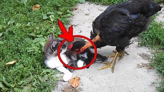 The chicken came up to the cat and pecked him. What happened next is hard to believe!