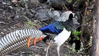 Birds of the world | 01 | Lessons from Nature | Lady Amherst's Pheasant