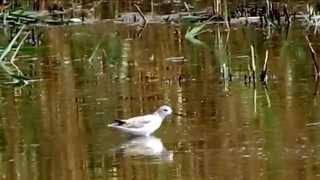 コアオアシシギ/Marsh Sandpiper