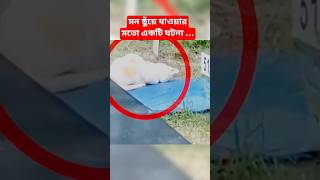 A heart-touching incident, the love of a cat for its owner... #shortfeed #viral #shorts